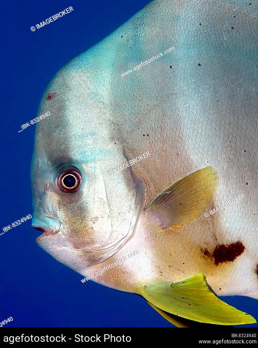 Close-up of head of roundhead batfish (Platax orbicularis), Pacific Ocean, Bali, Indonesia, Asia