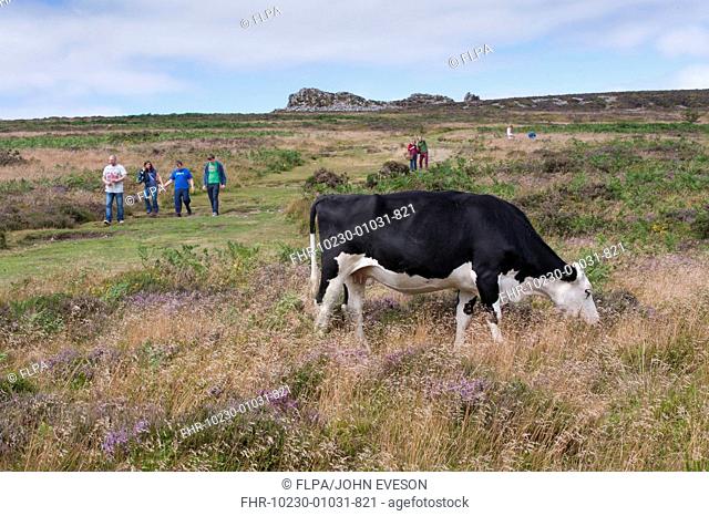 Domestic Cattle, Hereford cross cow, grazing on quartzite ridge and hill with walkers, Stiperstones, Shropshire, England, August
