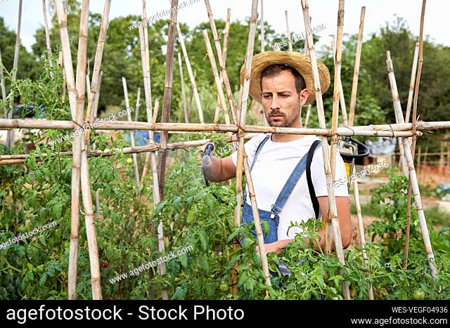 Male farmer spraying pesticide on plants while working at agricultural field