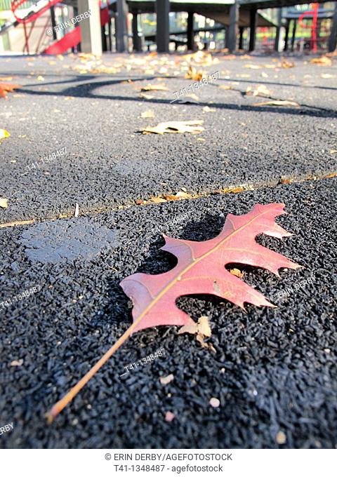 A beautiful red leaf fallen on a crisp Fall day in a Brooklyn, NY playground