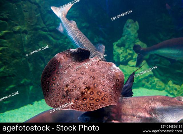 Tropical round ribbontail ray fish (Taeniura meyeni) in underwater sea as nature sea life background