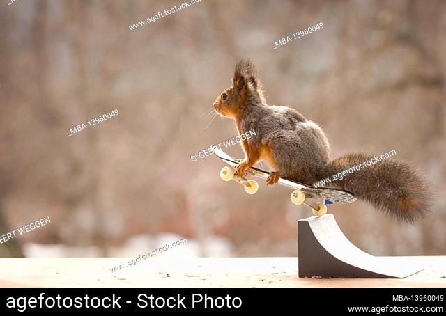 red squirrel jumping on a Skateboard in the air