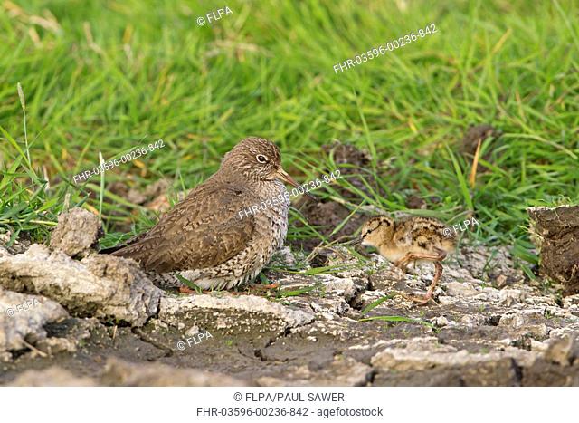 Common Redshank Tringa totanus adult, crouching down to incubate approaching chick, Suffolk, England, june