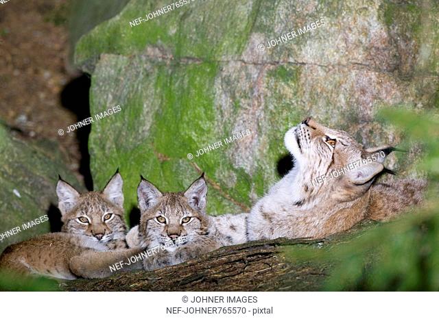 A lynx family
