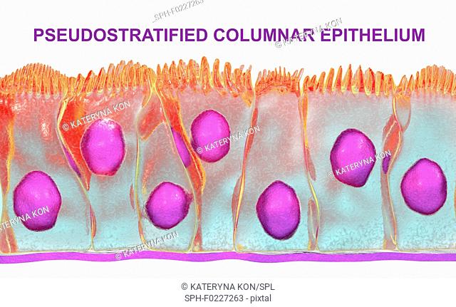 Pseudostratified columnar epithelium, illustration