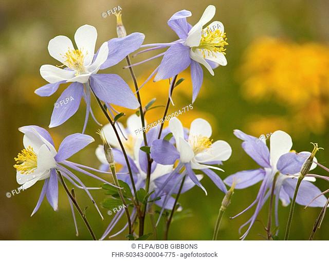 Colorado Blue Columbine Aquilegia coerulea flowering, Rustler's Gulch, Maroon Bells-Snowmass Wilderness, Rocky Mountains, Colorado, U S A