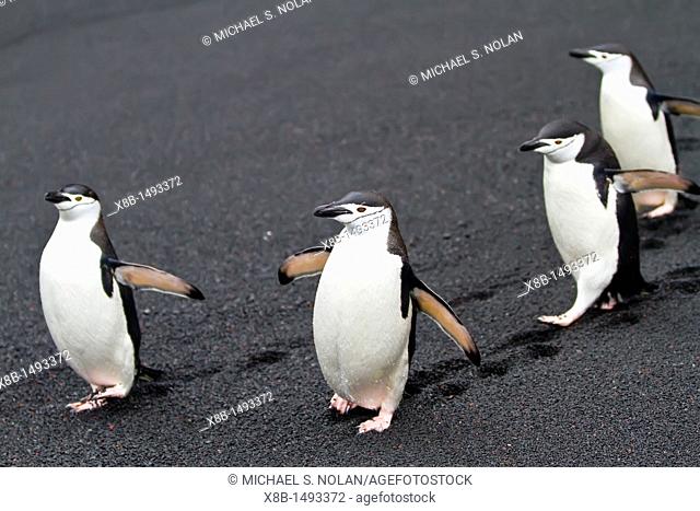 Chinstrap penguin Pygoscelis antarctica breeding colony at Baily Head on Deception Island, Antarctica, Southern Ocean  MORE INFO The caldera at Baily Head holds...