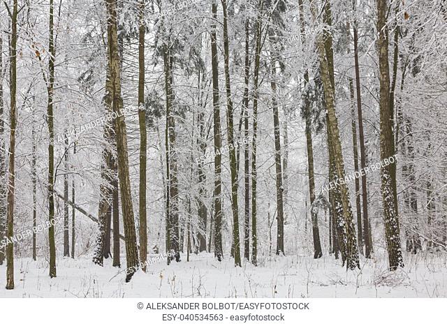 Winter landscape of natural forest with birch and hornbeam trees snow wrapped, Bialowieza Forest, Poland, Europe