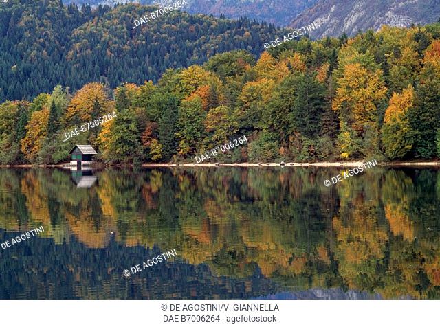 The forest reflected on Lake Bohinj, Triglav National Park, Slovenia