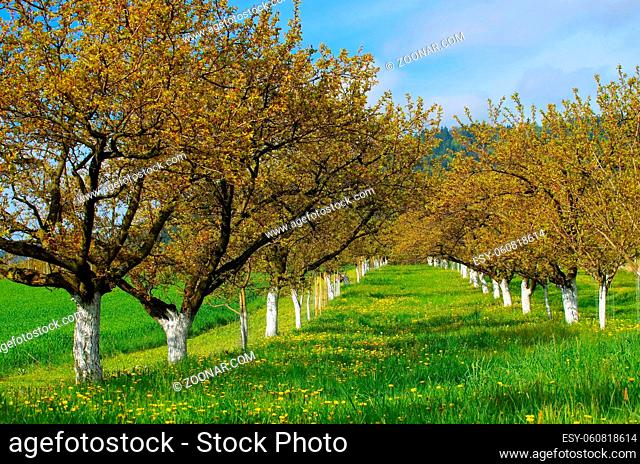Wachau Marillenbaeume - Wachau apricot trees 04