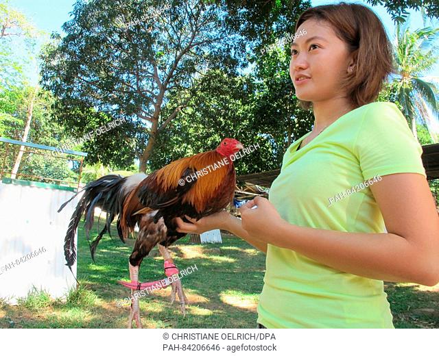 ARCHIVE - Robbie Panis shows a cock on the Firebird breeding farm for fightingg cocks in Tanay, Phillipines, 26 April 2016