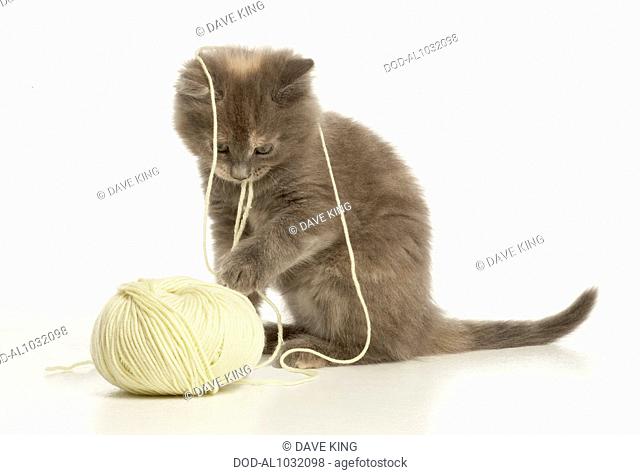 Kitten playing with ball of wool