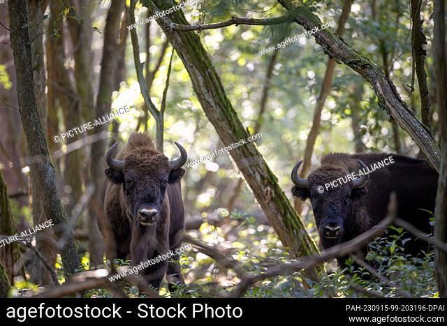 PRODUCTION - 04 September 2023, Brandenburg, Dallgow-Döberitz: Two bison roam in the forest of the Döberitzer Heide. Only 30 kilometers from Berlin's...