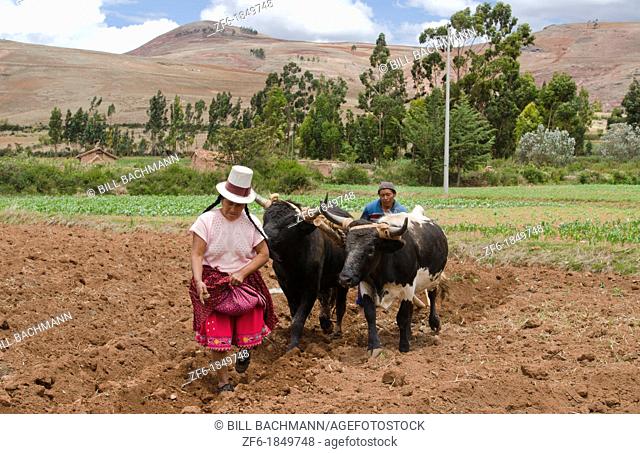 Farming images of couple wotking with oxen on farm in small town of Chinchero Peru South America