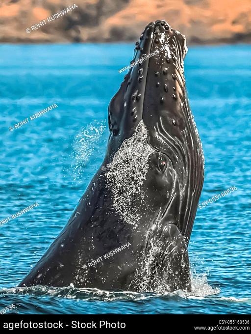 This is photograph of big whale in ocean have landscape and portrait view , shallow depth of field, blur background, focused, photo, animal behaviour
