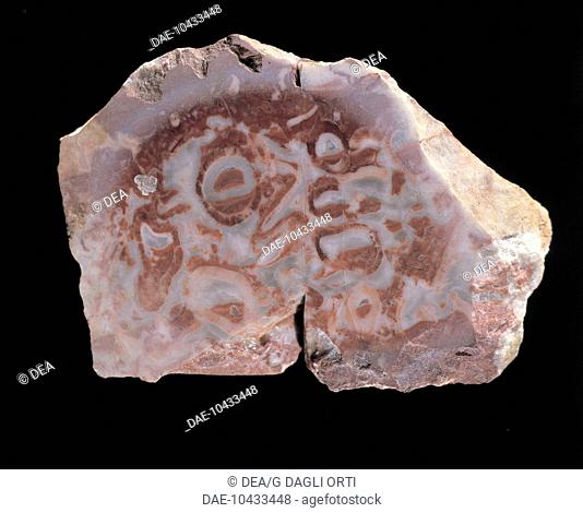 Fossils - Archaeocyatha - Archaeocyatha-shaped limestone - Cambrian