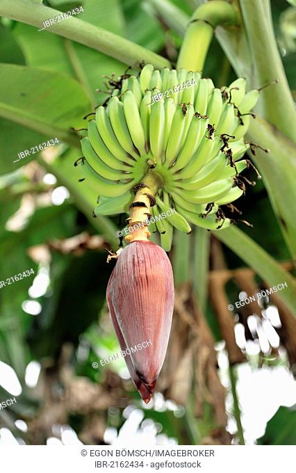 Flower of a Banana (Musa paradisiaca), Santa Clara, Cuba, Greater Antilles, Caribbean, Central America, America