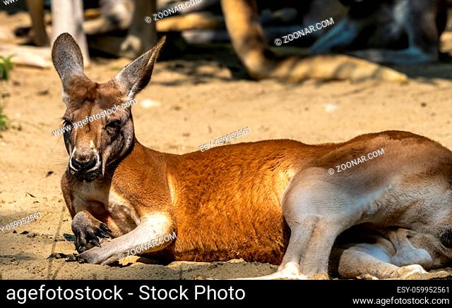 Kangaroo paws Stock Photos and Images | agefotostock