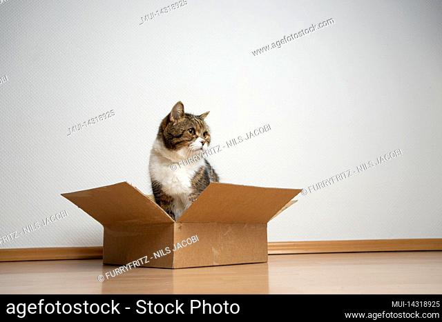 cat sitting inside of small sized cardboard box on the floor looking to the side at copy space