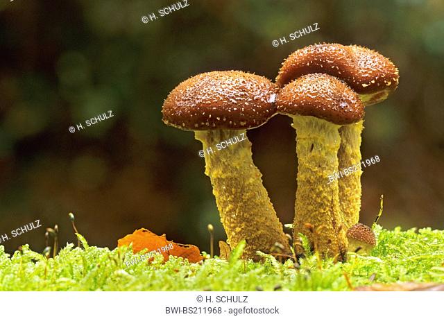 honey fungus (Armillaria mellea), in moss, Germany, Schleswig-Holstein