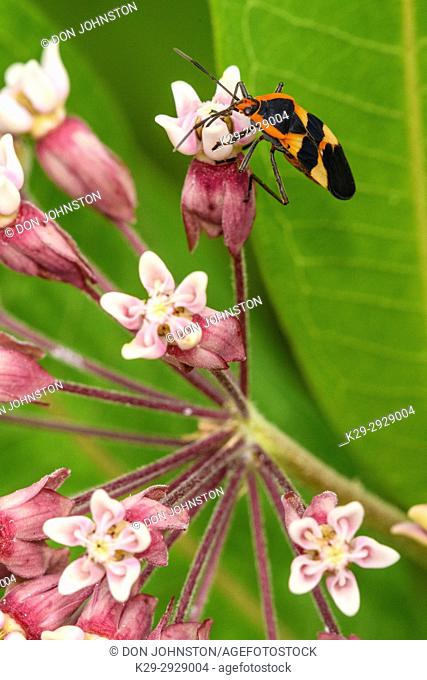 Large milkweed bug (Oncopeltus fasciatus), Greater Sudbury, Ontario, Canada