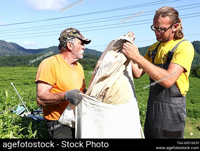 RUSSIA, KRASNODAR REGION - JUNE 23, 2023: Men bag tea leaves plucked at the Matsesta Tea Factory in the village of Izmailovka, Khostinsky District