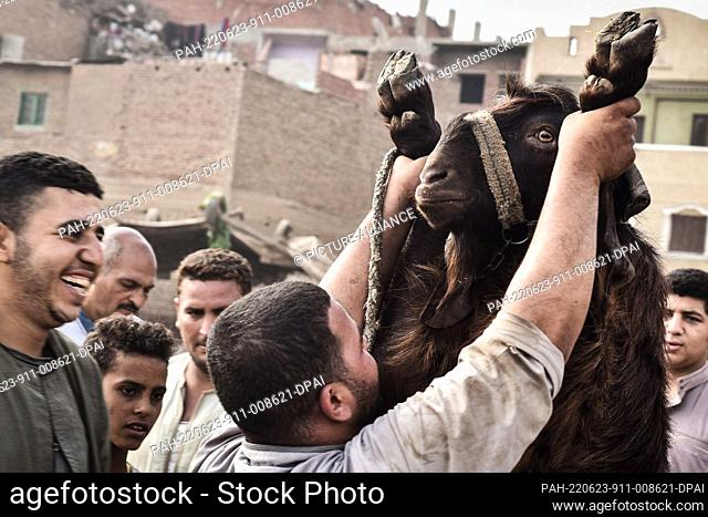 23 June 2022, Egypt, Giza: A man stretches up a sheep at Al-Manashi livestock market in Giza, where people shop for sacrificial cattle ahead of the Muslim's...