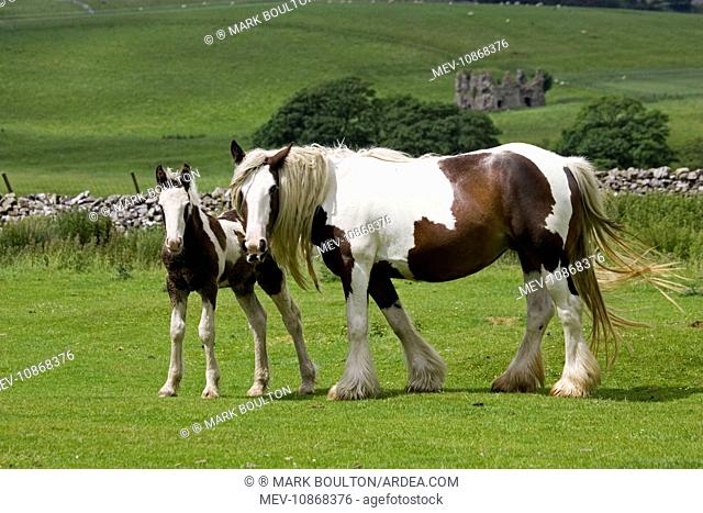 Brown and white piebald horse with young foal . North Yorkshire Moors UK