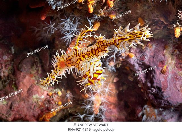 Harlequin ghost pipefish Solenostomus paradoxus, Southern Thailand, Andaman Sea, Indian Ocean, Southeast Asia, Asia
