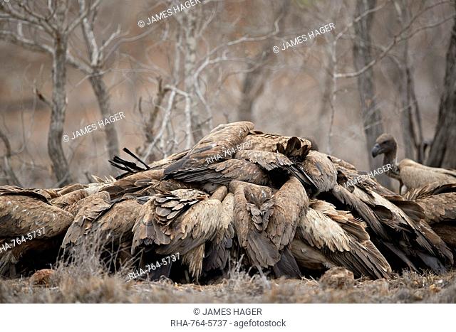 Pile of African white-backed vulture (Gyps africanus) fighting at a carcass, Kruger National Park, South Africa, Africa