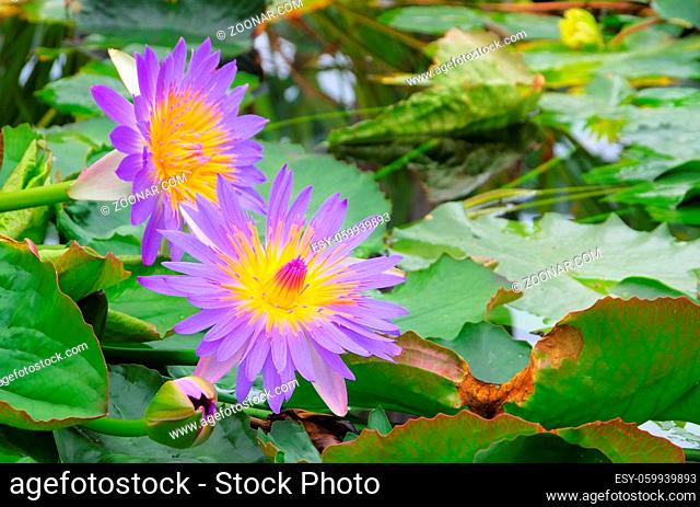 Seerose - water lily 41