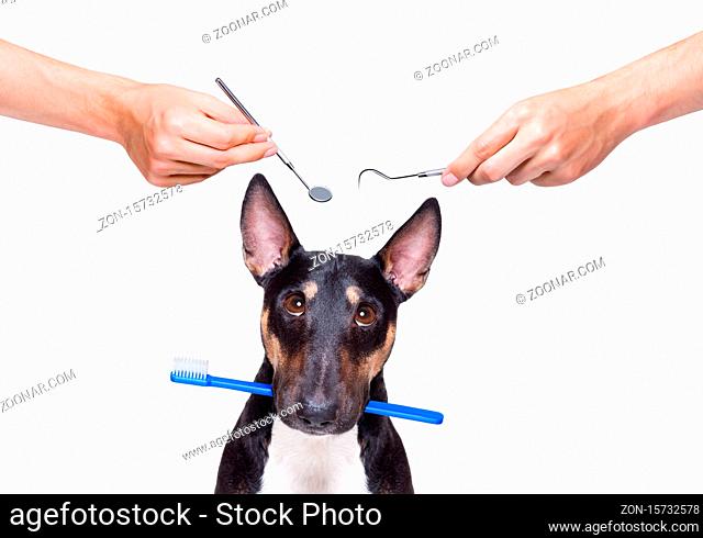 bull terrier dog holding a toothbrush with mouth , isolated on white background