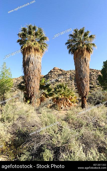 California fan palm (Washingtonia filifera) is a palm native to southwestern USA (California and Arizona) and Baja California (Mexico)