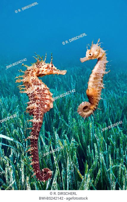seahorse, European seahorse, long-snouted seahorse (Hippocampus guttulatus, Hippocampus ramulosus), two individuals in Posidonia, Spain, Katalonia, Tamariu