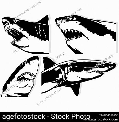 Set of Four Great White Shark Drawings - Black Illustrations Isolated on White Background, Vector