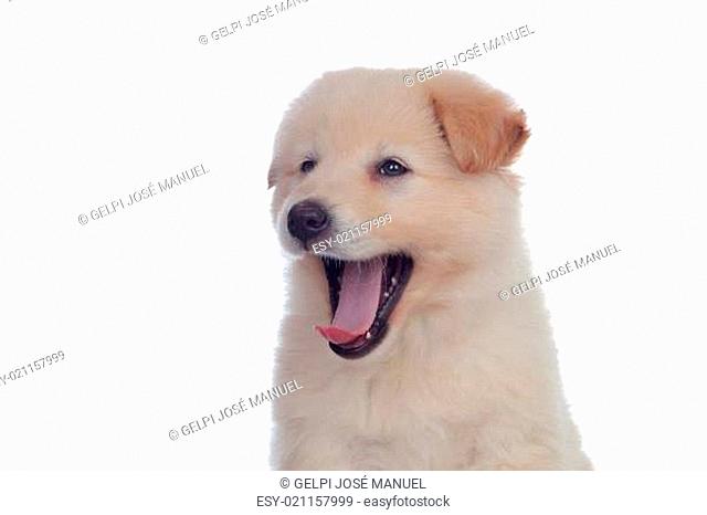 Nice dog with soft white hair yawning