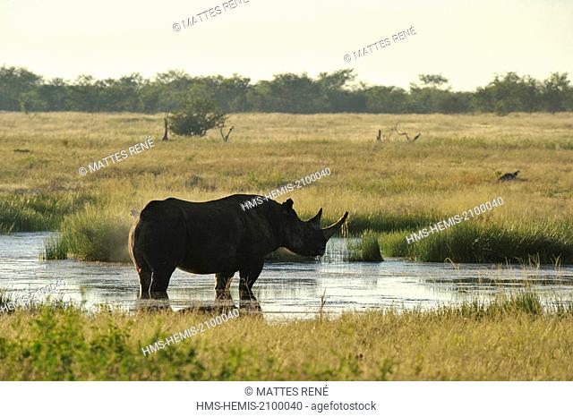 Namibia, Kunene region, Etosha National Park, black rhinoceros (Diceros bicornis)