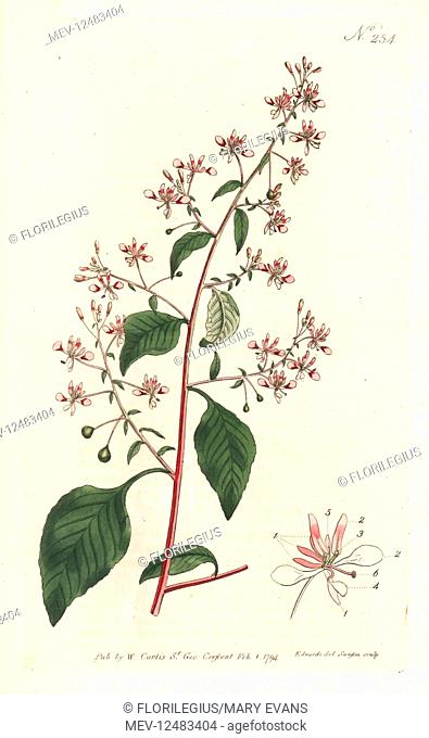 Mosquito flower or Mexican lopezia, Lopezia racemosa. Handcoloured copperplate engraving by Sansom after an illustration by Sydenham Edwards from William...