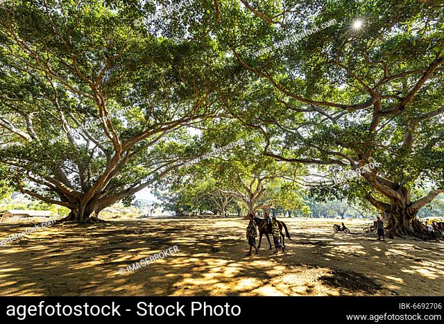 Hundred-year-old banyan trees in Pindaya, Shan state, Myanmar, Asia