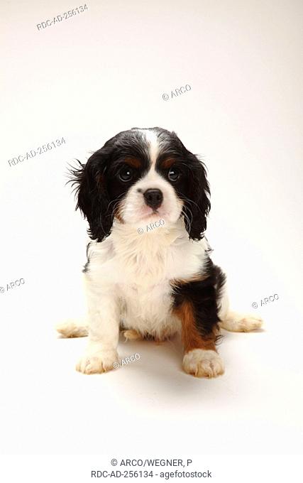 Cavalier King Charles Spaniel puppy tricolour 8 weeks