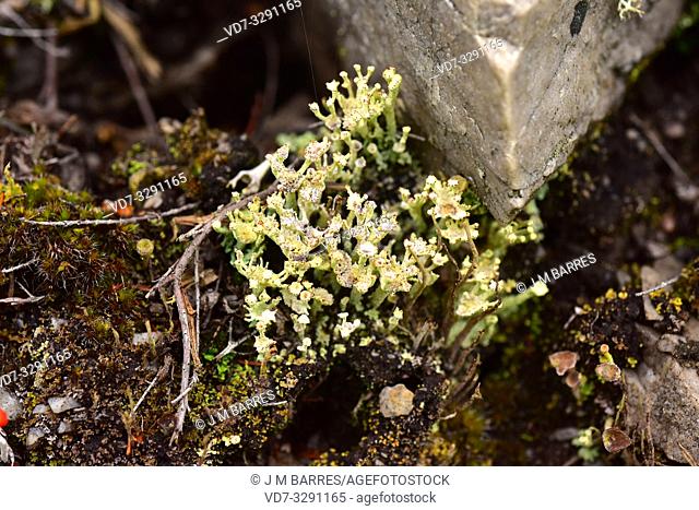 Cladonia polydactyla is a squamulose lichen. This photo was taken in Muniellos Biosphere Reserve, Asturias, Spain