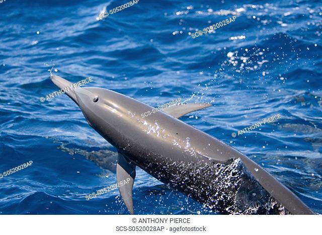 Central American Spinner Dolphin, Stenella longirostris centroamericana, spinning, Costa Rica, Pacific Ocean