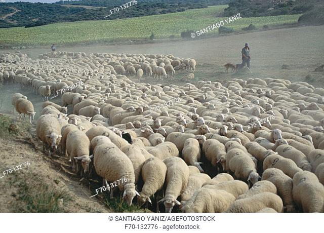 Shepherd and his flock. Navarra. Spain