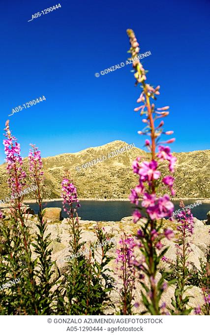 'Estany de la Illa'  La Illa Lake  Madriu Valley. Andorra