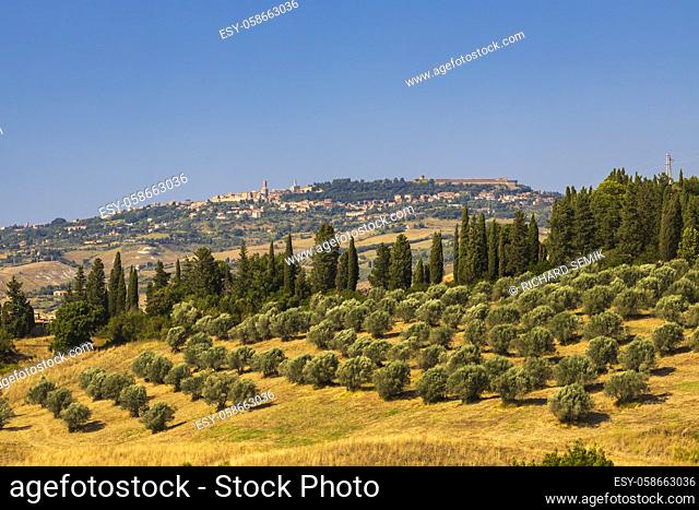 Olive garden and Volterra in Tuscany, Italy
