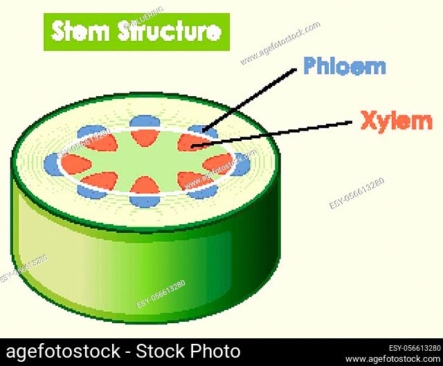 Diagram showing stem structure illustration