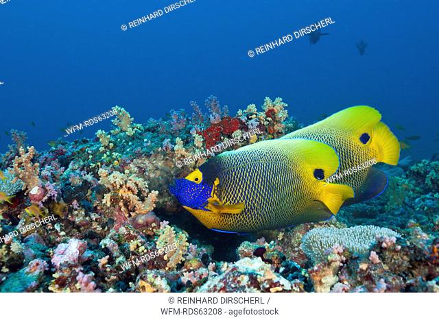 Yellowmask Angelfish, Pomacanthus xanthometopon, South Male Atoll, Maldives