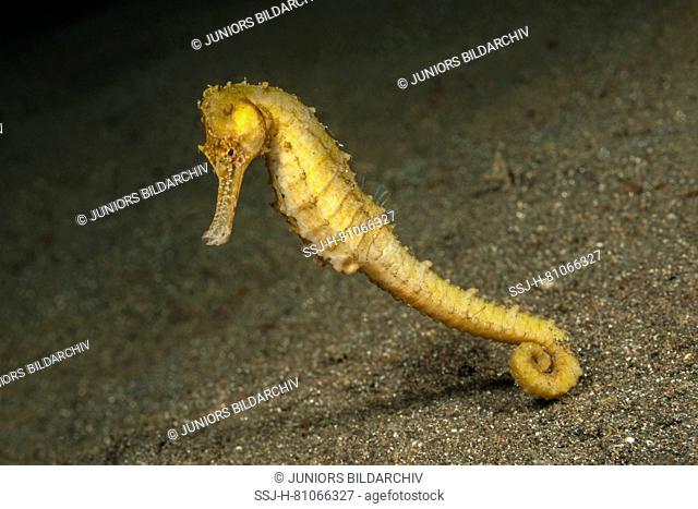 Half-spined Seahorse (Hippocampus semispinosus) under water. Molucca Sea, Lembeh Strait, North Sulawesi, Indonesia