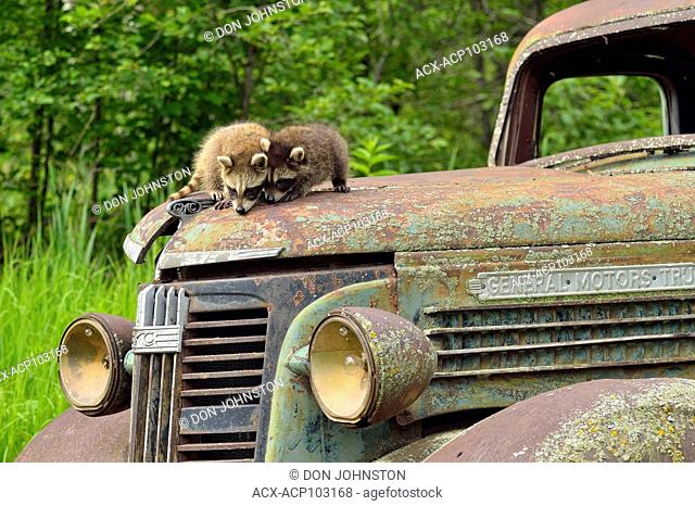 Raccoon (Procyon lotor) Babies exploring a derelict vehicle, captive raised, Minnesota wildlife Connection, Sandstone, Minnesota, USA