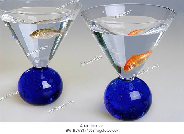 Small red and brown goldfish in separate martini glasses